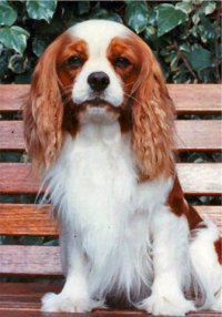 Muffity Ribbons & Lace