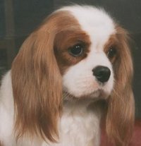 Ch. Muffity Adorable Victoria