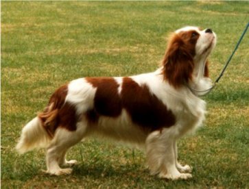 Ch Muffity Adorable Victoria