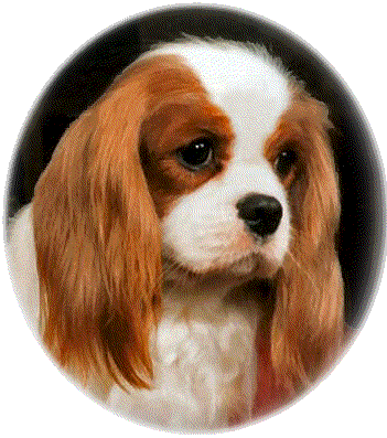 Ch. Muffity Adorable Victoria